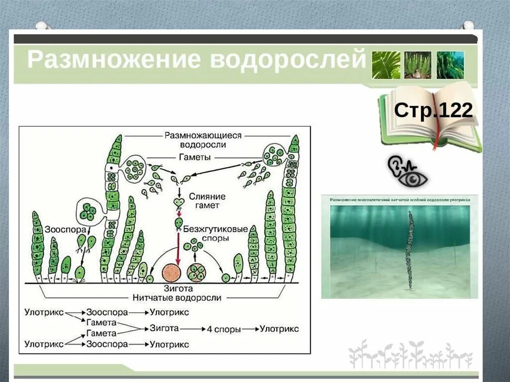 Виды размножения многоклеточных водорослей. Размножение водорослей схема. схема размножения водорослей 6 класс биология. размножение водорослей схема 5 класс биология. размножение споровых растений 6 класс водоросли.