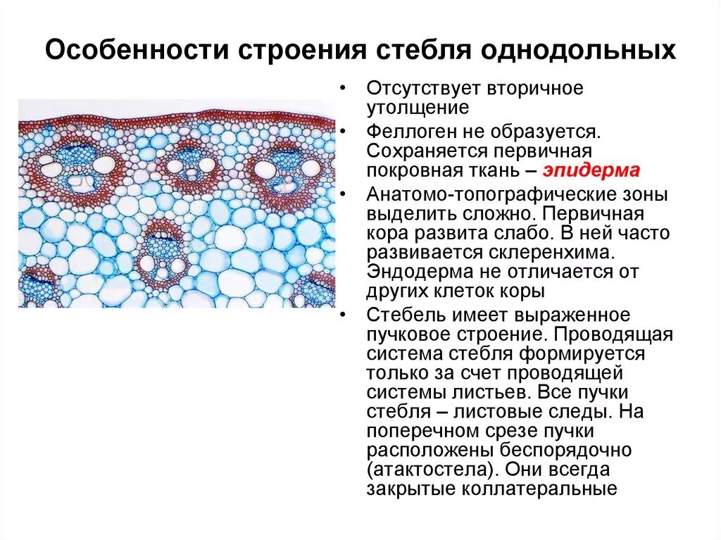 Однодольные растения ткани