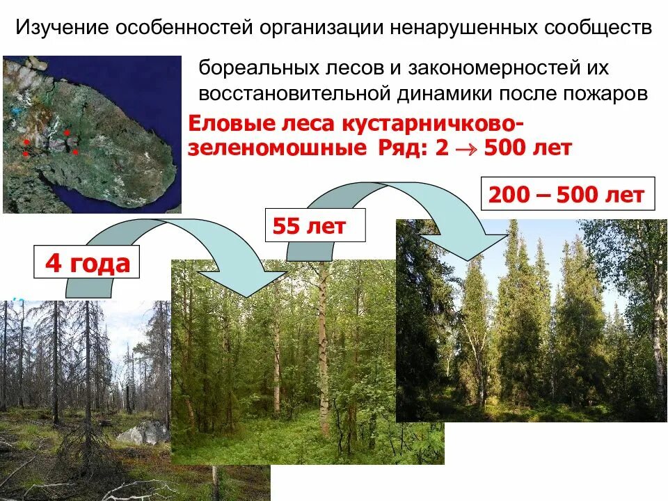 Ярусы бореального леса. Особенности бореальных лесов. Ненарушенное лесов сообщество. Экологические особенности бореальных лесов.
