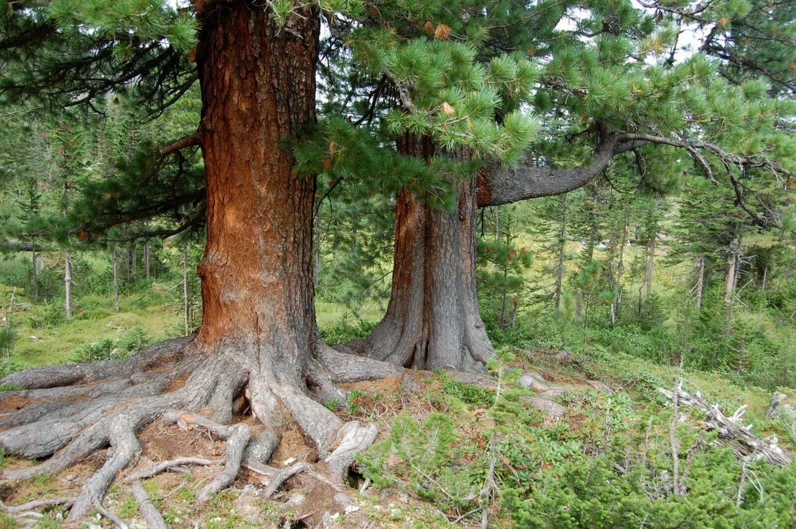 Как выглядит кедровое дерево. Алтайский кедр дерево. кедр сибирский pinus sibirica. вековая сосна белокуриха. реликтовый кедр алтай.