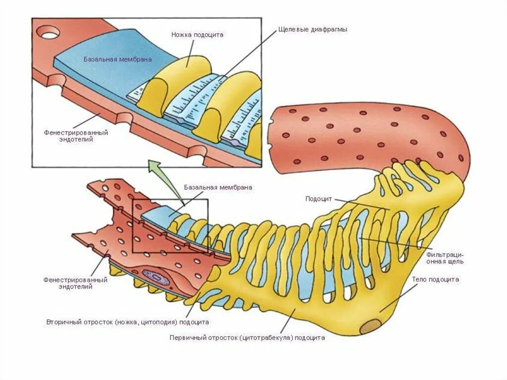 Клетки подоциты. Подоциты. Клетки подоциты. Подоциты. Подоциты базальная мембрана.