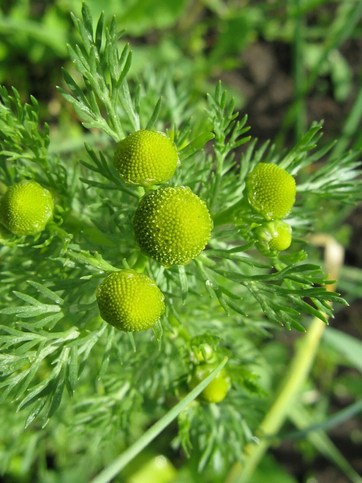 Тип ромашки лекарственной. Matricaria recutita. Matricaria Chamomilla. Ромашка аптечная (Matricaria Chamomilla). Ромашка пахучая.