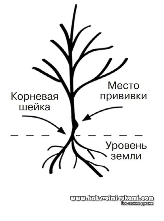 Схема посадки дерева корневая шейка. Посадка саженцев плодовых деревьев весной груши. Шейка какой корень. Посадка яблони весной саженцами. Посадка яблони корневая шейка.