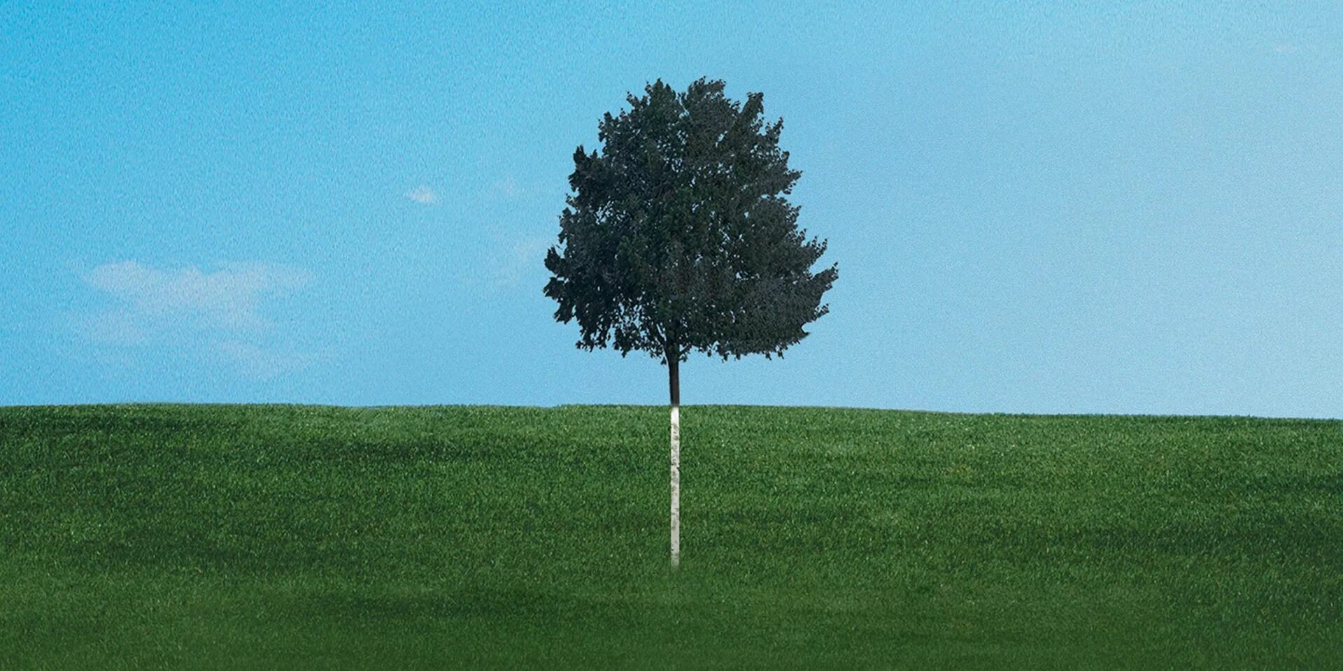 The trees are coming out