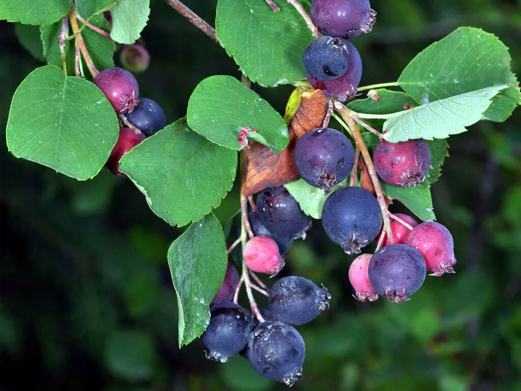 Кустовые ягоды. Ирга канадская (Amelanchier canadensis). Ирга круглолистная куст. Ирга канадская «Красноярская». Ирга ягода куст.