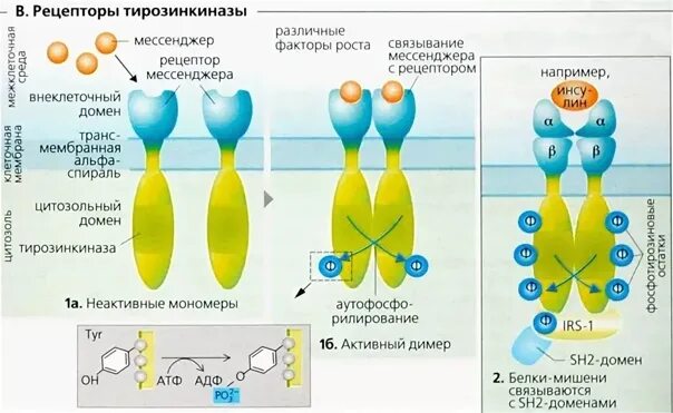 Рецепторы тирозинкиназы. Рецепторы тирозинкиназы. Рецепторы тирозинкиназы. Рецепторы тирозинкиназы. Строение рецептора инсулина биохимия.