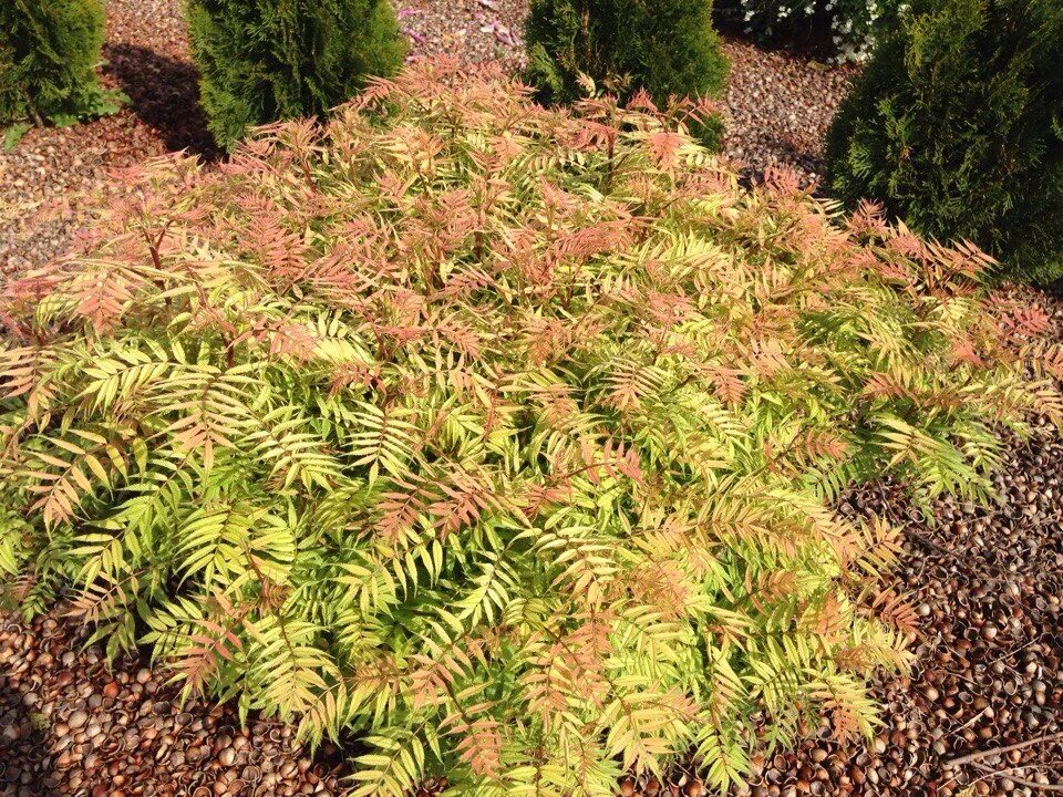 Рябинник (сорбария) рябинолистный. Рябинник рябинолистный (sorbaria sorbifolia). Рябинник сэм. Рябинник рябинолистный сэм. Рябинник рябинолистный (sorbaria sorbifolia `sem`).