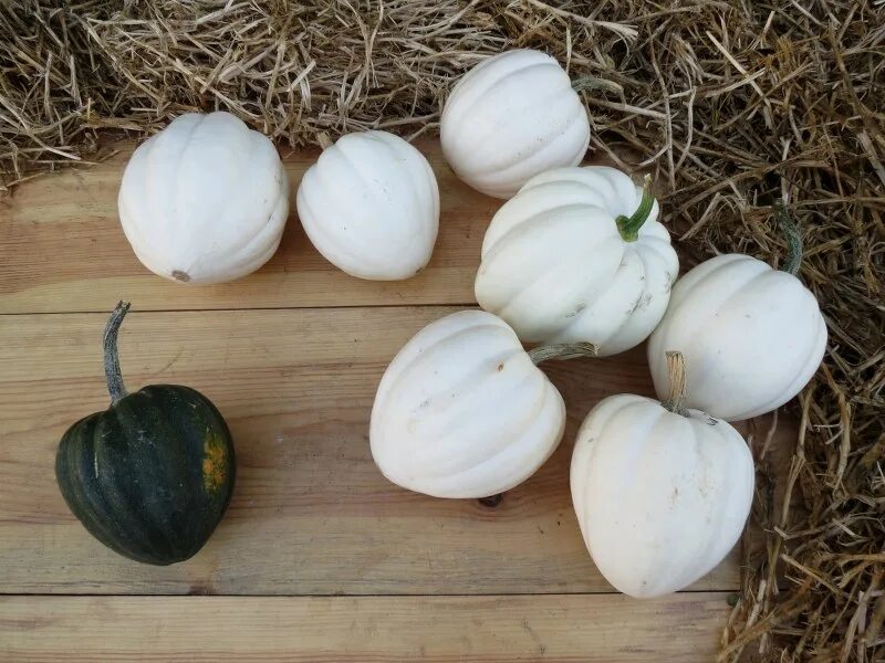 Тыква-желудь полезный овощ без тыквенного запаха и вкуса Овощи, Тыква, Выращив