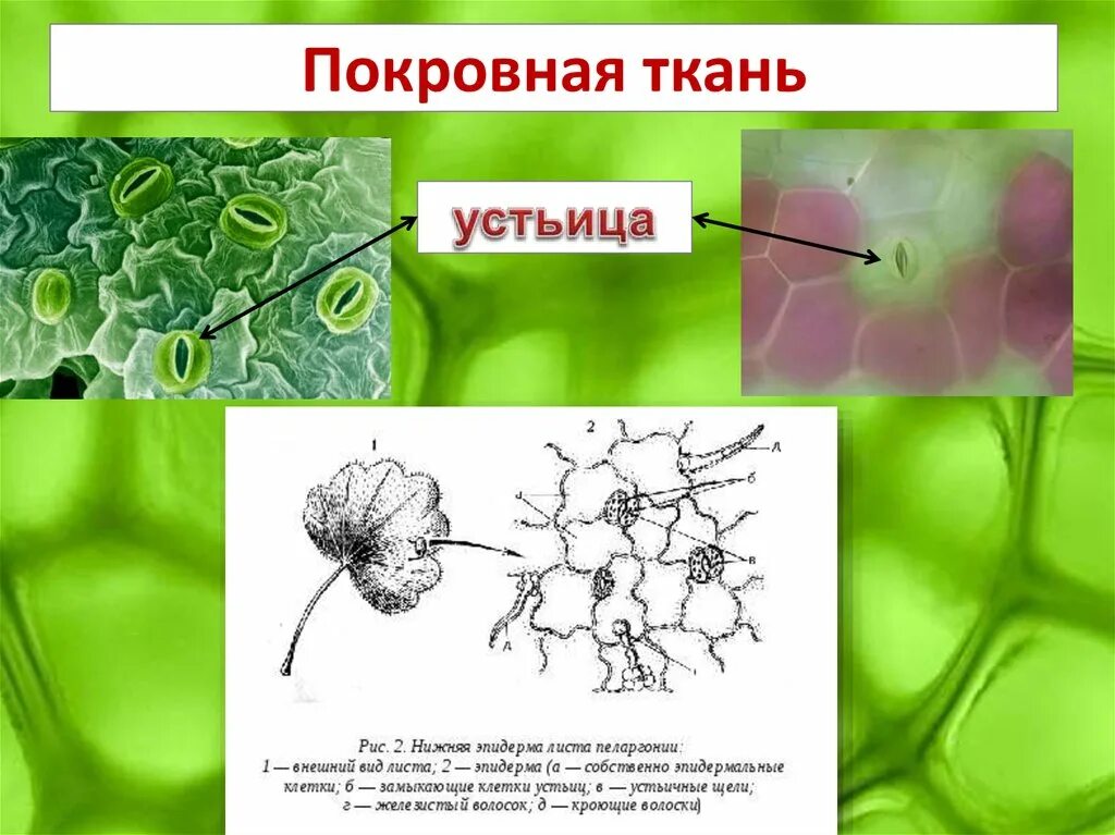 К какой ткани относится устьица у растений. Ткань листа кожицы устьица. Покровная ткань эпидермис листа герани. Покровная ткань листа и устьице. Покровная ткань. Эпидерма, устьица.