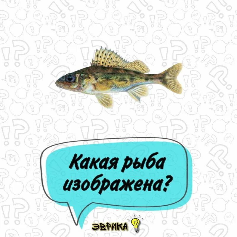 Ерш мышь. Ерш мышь