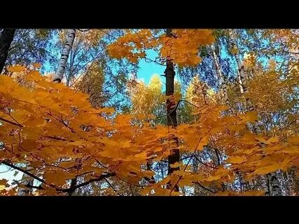 Осень желтая листва осень неба синева песня