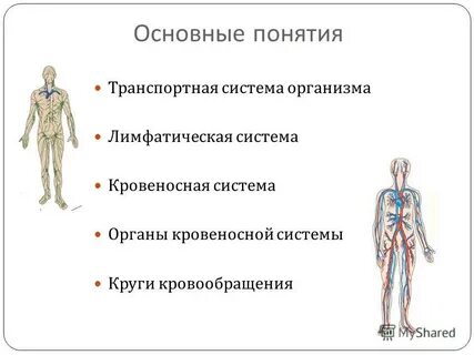 Лимфатическая система организма человека