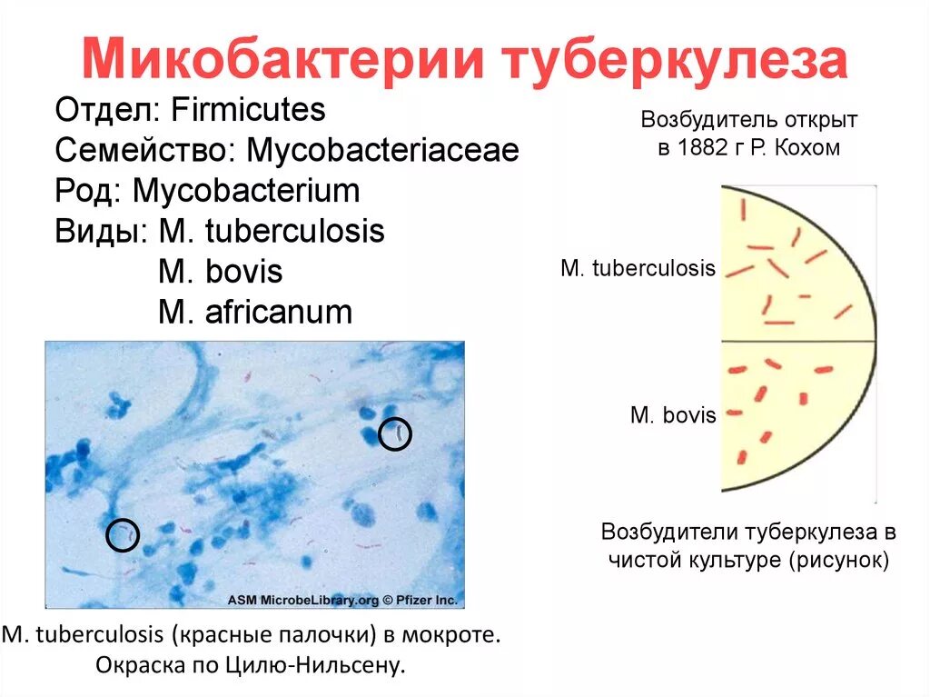 Род туберкулеза