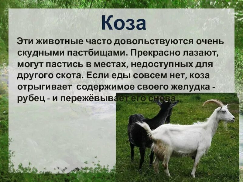 Коза описание. Сообщение о козе. Коза домашнее животное описание. Рассказ про козу.