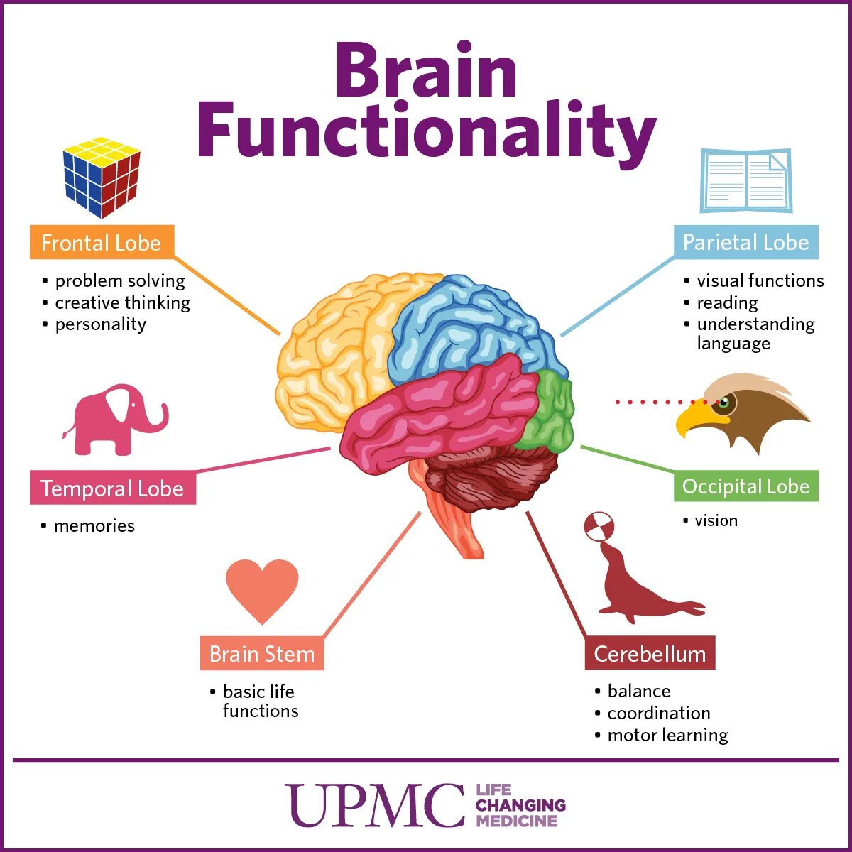 Brain tasks. Brain. Brain functions. Тема мозг. Parts of the Brain.