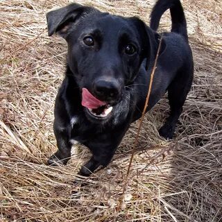 Black Jack Russell Terrier (25 photos): Description of black color puppies. Dog 