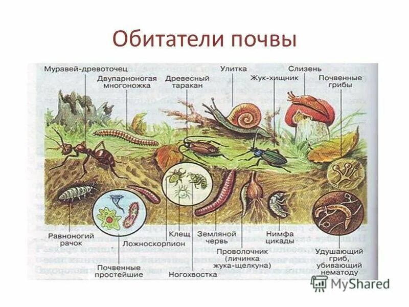 Почвенные животные названия. Обитатели почвы. Животные обитающие в почве. Постоянные обитатели почвы. Обитатели почвы обитатели почвы.