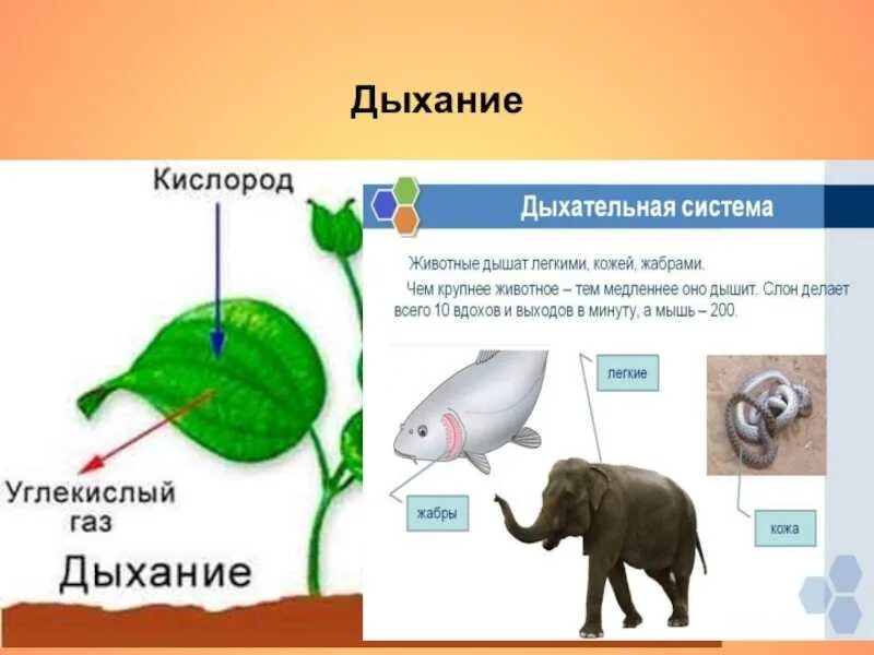 Кислород необходим для жизни. Дыхание растений и животных. Дыхание растений и животных 5 класс. Схема дыхания живых организмов. Дыхание животных это процесс.