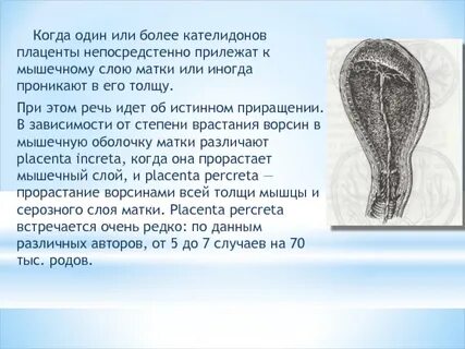 Внутренний слой матки