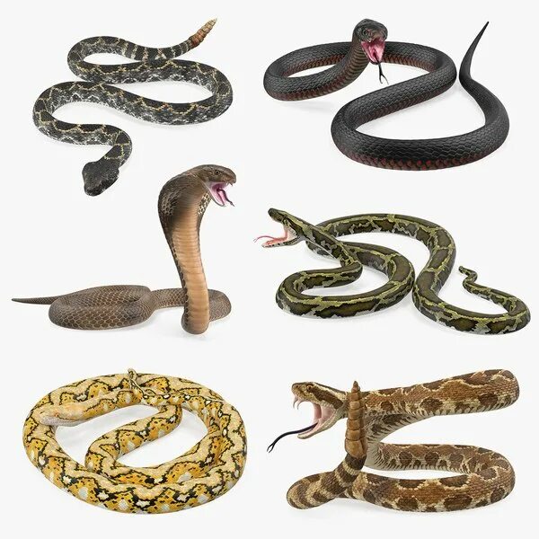 D snake. Четыре змеи. Макет змеи. Коллекция змей. Коллекционирование змей.