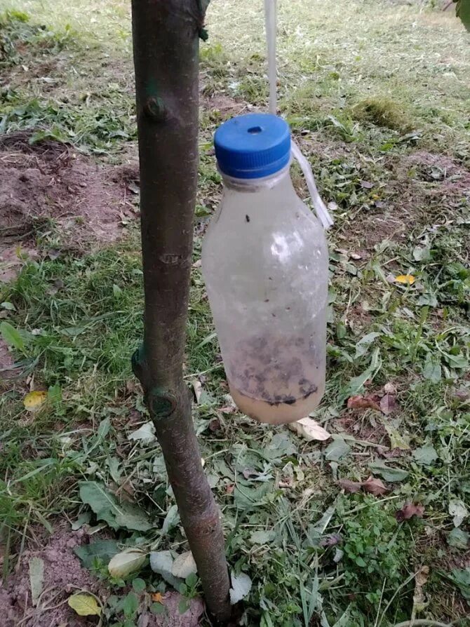 Как отогнать ос