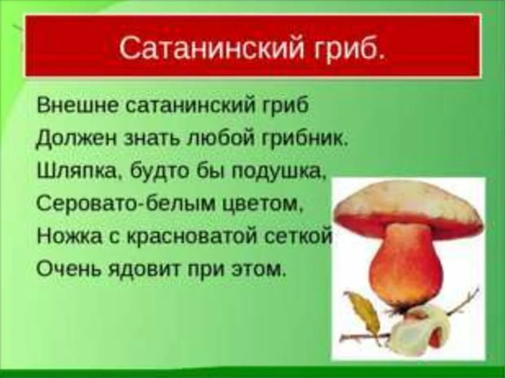 Сатанинский гриб ядовитые грибы. Проект о ядовитых грибах 2 класс. Ядовитые грибы описание. Опасные грибы описание.