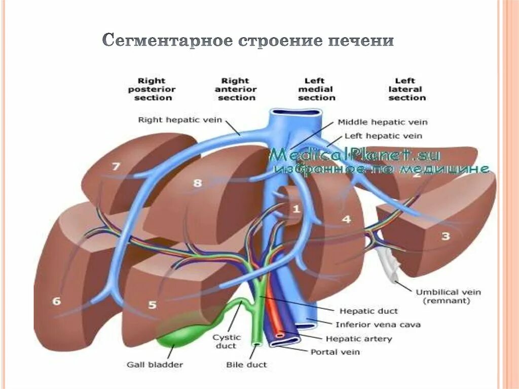 Печень части органа. Строение печени вид спереди. Внутреннее строение печени анатомия. Строение печени оболочки.