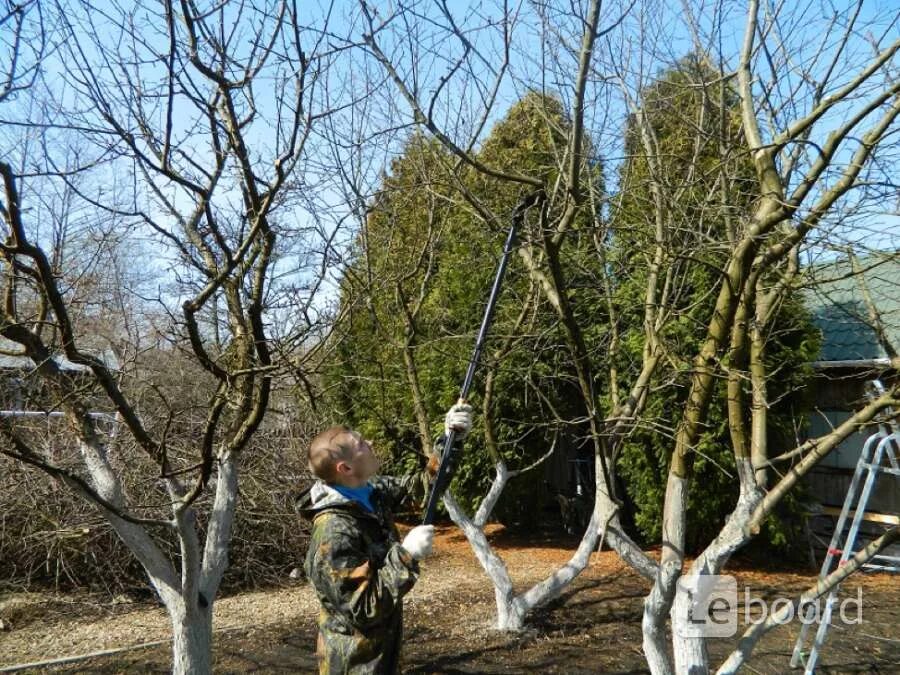 Обрезка деревьев. Санитарная обрезка деревьев. Обрезка сада весной. Опрыскивание деревьев весной. Можно обрезать деревья в апреле