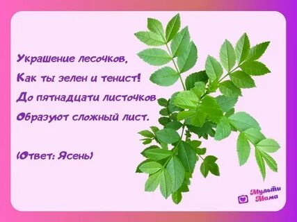 Ясень текст