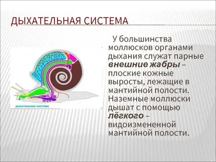 Дыхательная система брюхоногих