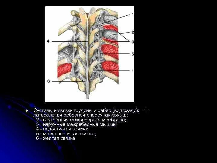 Связки реберно позвоночных суставов вид сбоку. Соединения позвоночного столба и грудной клетки.