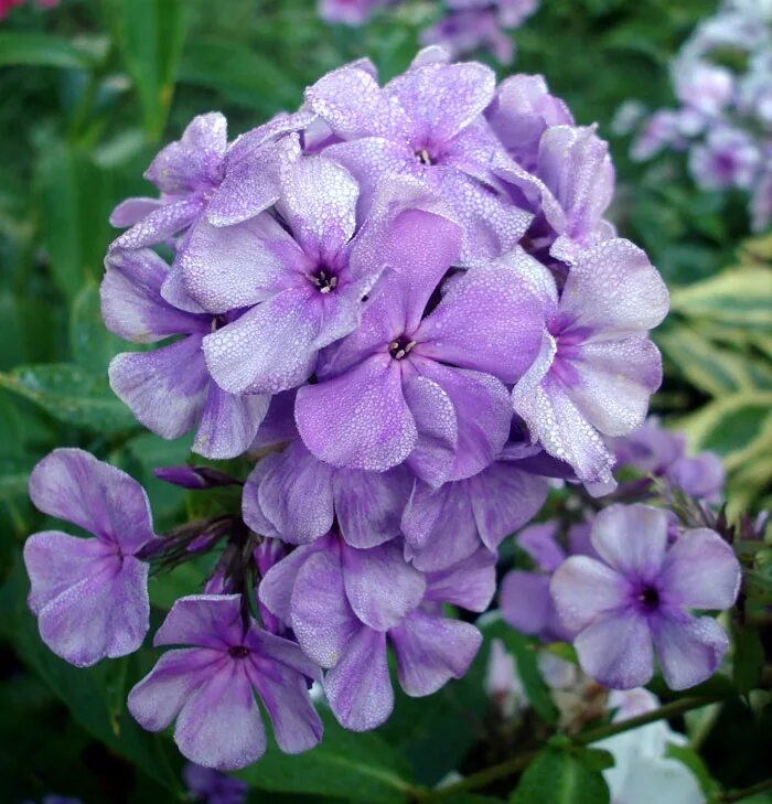 флокс серебряный. флокс серебряный. флокс князь серебряный. флокс флокс серебряный век. флокс метельчатый князь серебрянный.