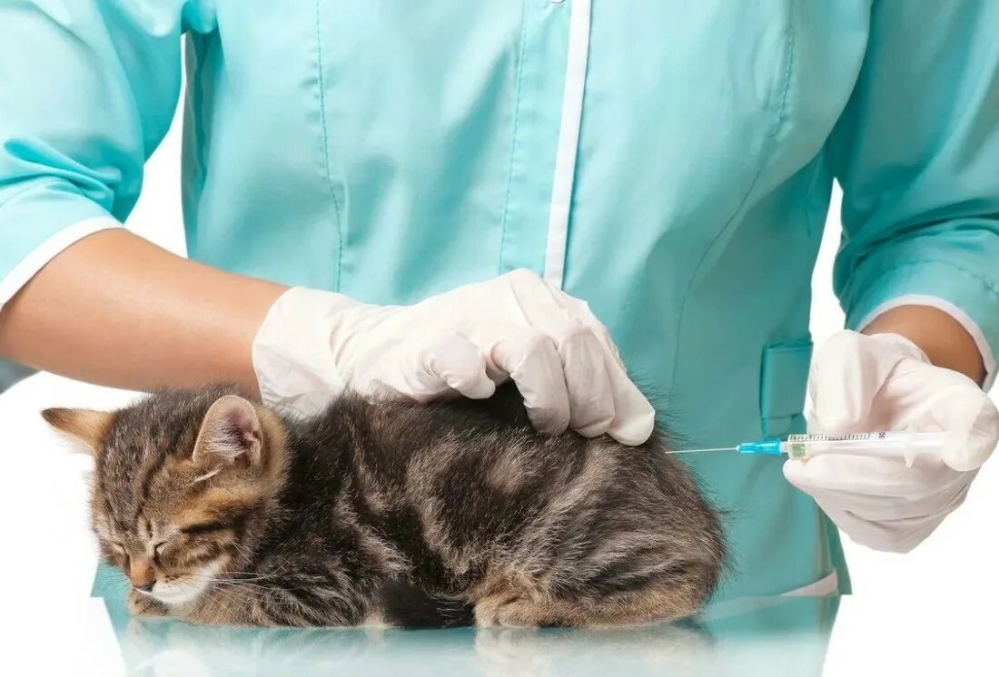 Вакцинация кошек. Внутримышечная инъекция кошке. Прививка для кошек.
