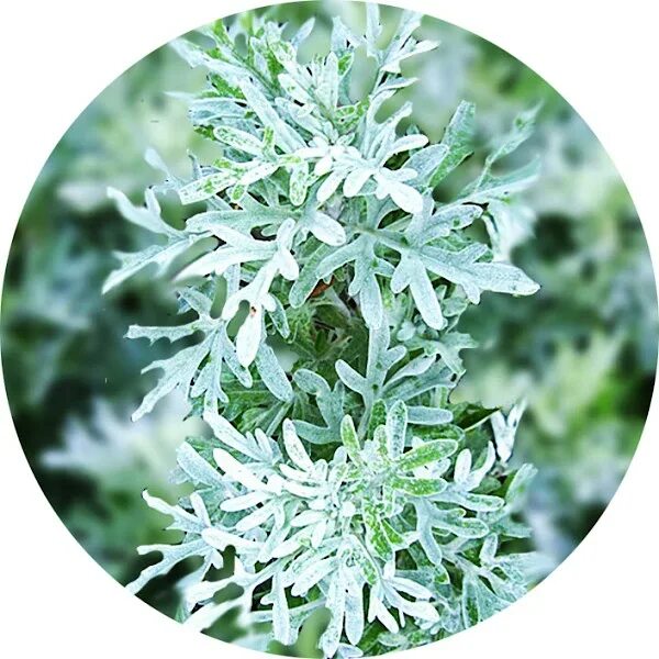 Терпкий аромат полыни. Туалетная вода полынь. Аромат полыни. Туалетная вода с ароматом полыни. Дух полыни.