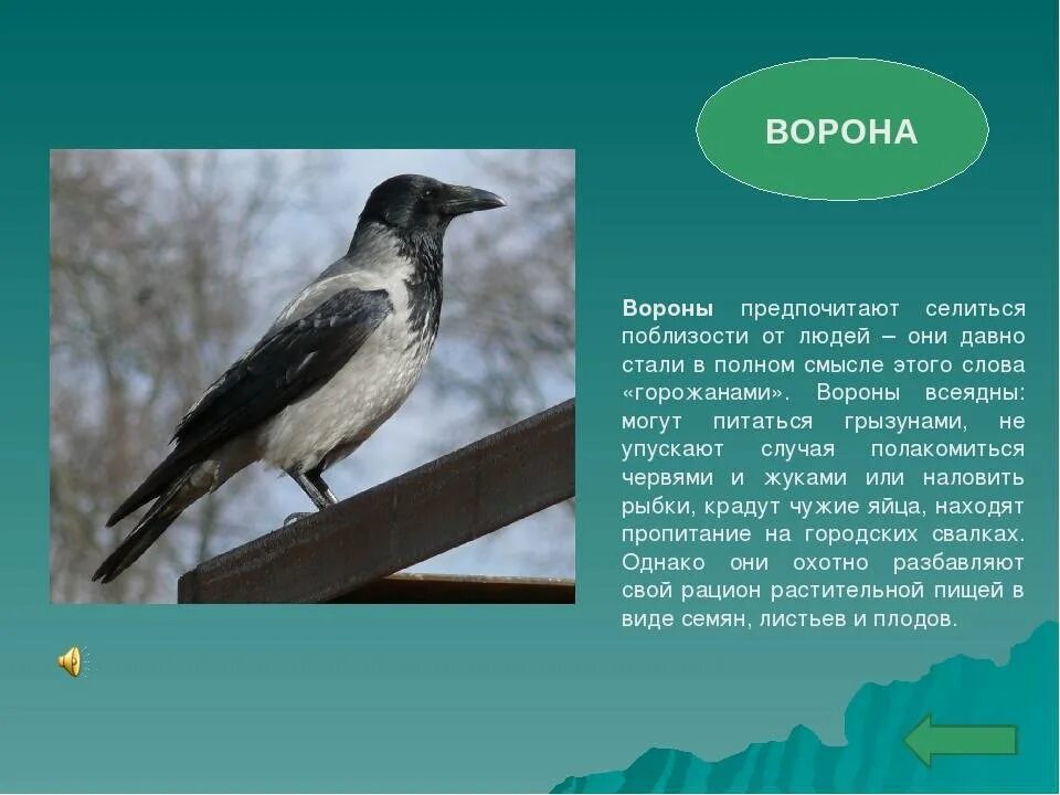 Сорока и ворона рассказ. Ворона описание. Описание вороны. Ворона описание птицы. Доклад о вороне.