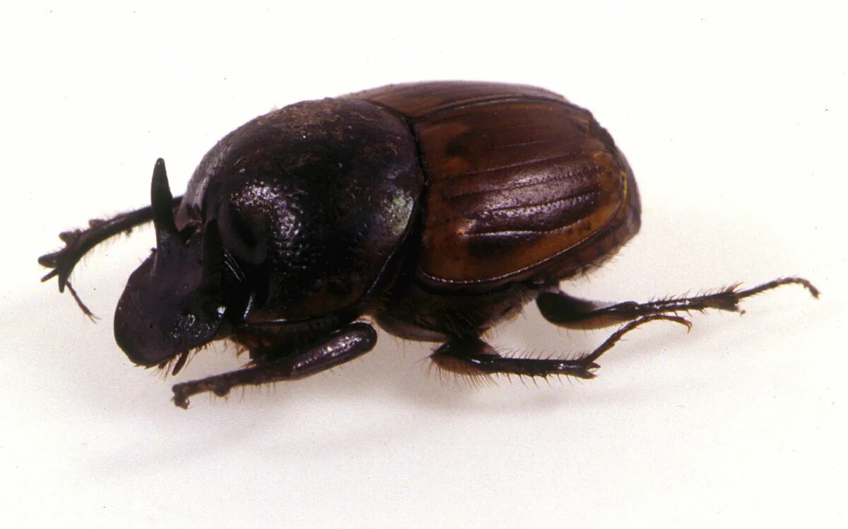 Onthophagus phanaeiformis - Wikipedia baso Minang