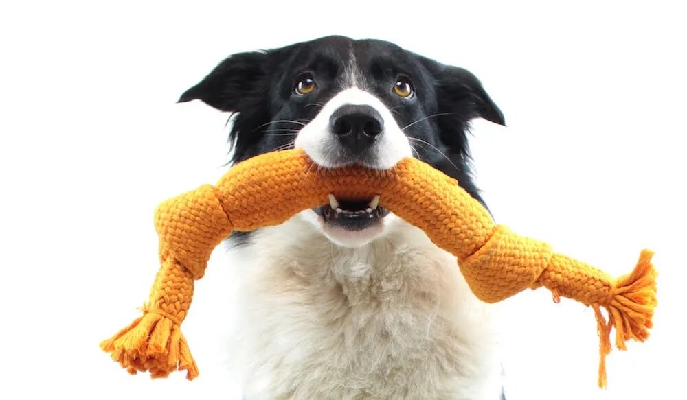 Ребенок в год. Детские игрушки. Как научить собаку команде принеси. Собирать игрушки. Как научить приносить игрушку.