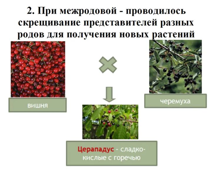 Презентация по биологиина тему "Основы селекции организмов" (9 класс)