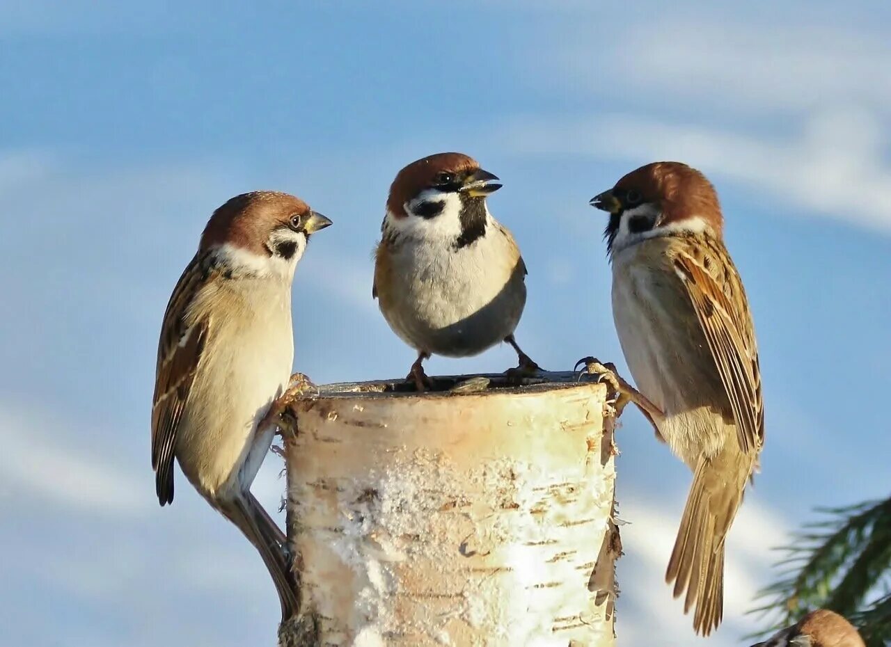 воробей на ветке. маленький воробей. воробьи. воробушек. воробей на ветке.