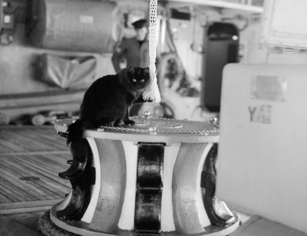 Корабельный кот. Черная кошка на корабле. Черный кот на корабле. Черный Корабельный кот.