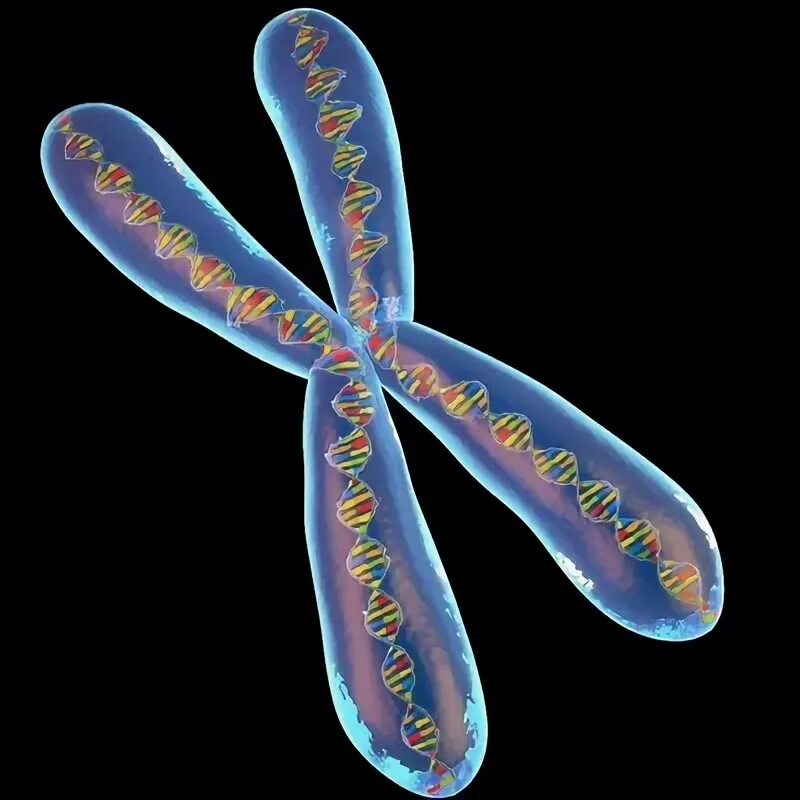 Наличие лишней хромосомы
