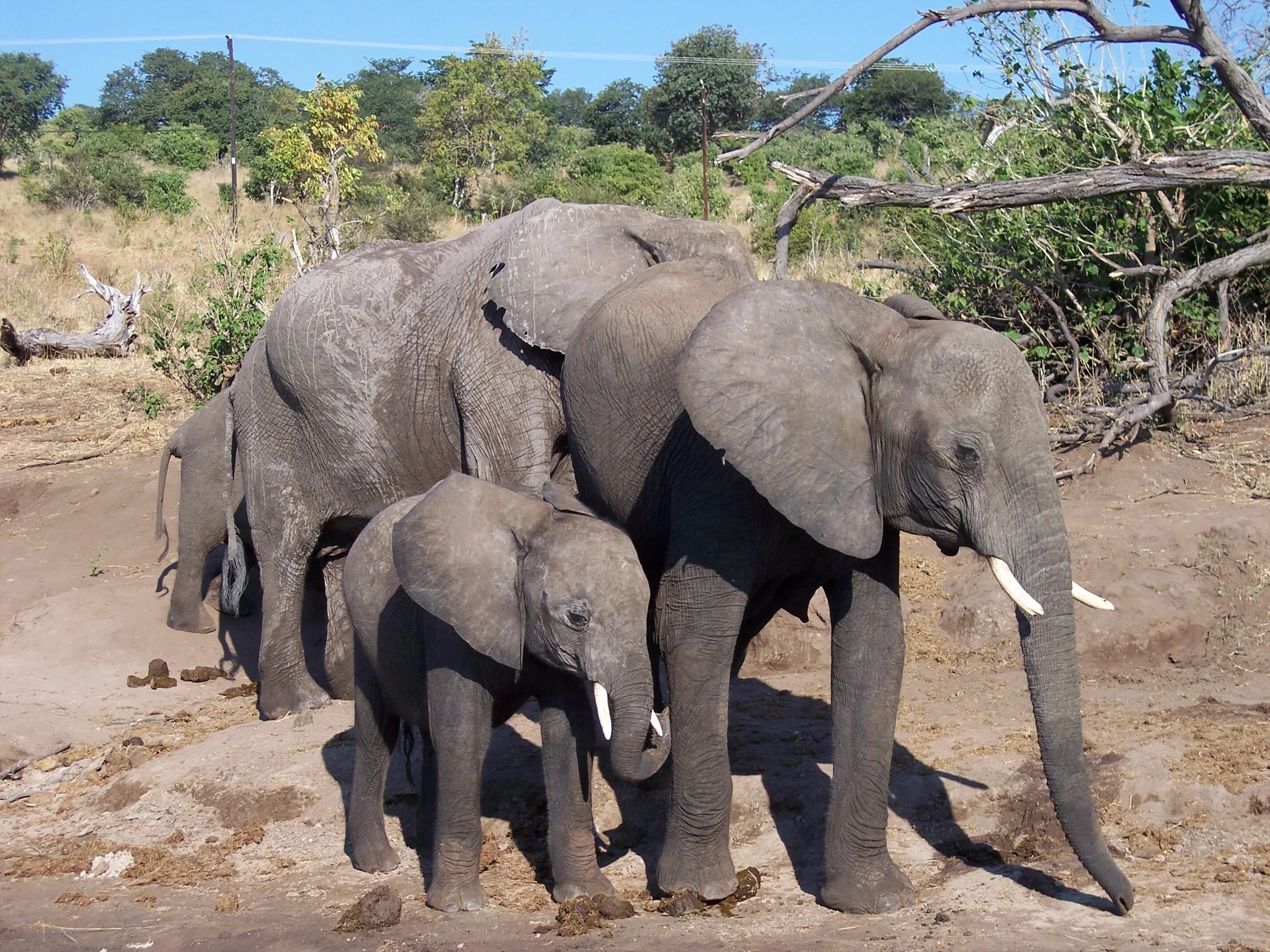 Африканские и индийские слоны. Африканский слон. Африканские и азиатские слоны. Слоны в Африке.