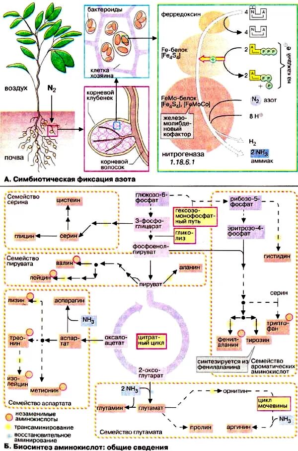 Синтез белка в растениях. Общая схема синтеза аминокислот. Синтез аминокислот семейства аспартата. Биосинтез аминокислот семейства пирувата. Биосинтез незаменимых аминокислот биохимия.