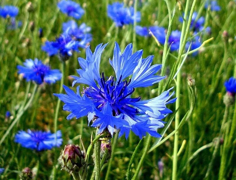 Василек символ. Василек полевой Centaurea cyanus. Василек Луговой синий. Василек синий (Centauréa cyánus). Растения Луга Василек.