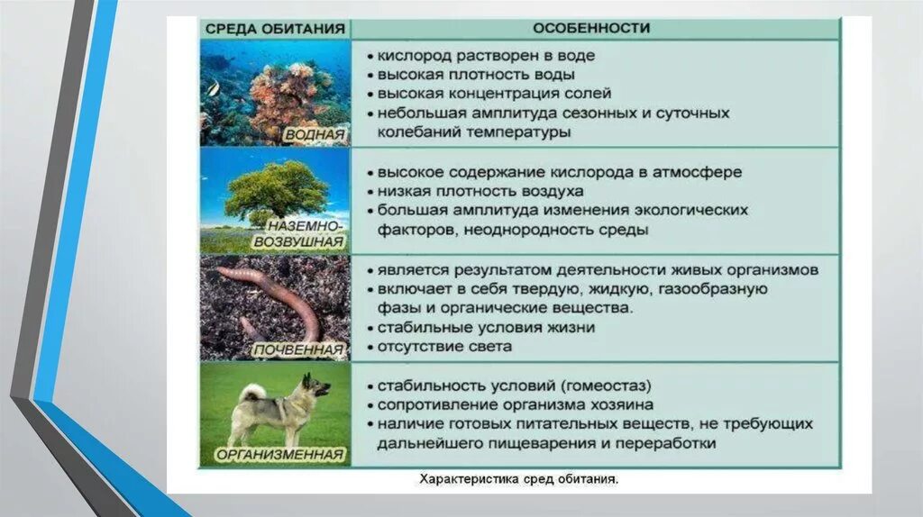 Что такое среда обитания биология 7. Характеристика сред обитания. Особенности среды. Особенности среды обитания. Описание среда обитания.