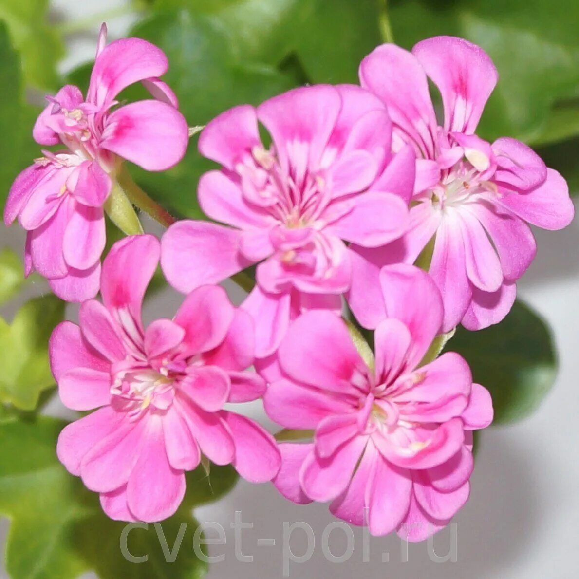 Ирида карибы пеларгония. Юв роксолана пеларгония. Bebe anneis пеларгония. Bebe anneis пеларгония. Baby brocade пеларгония.