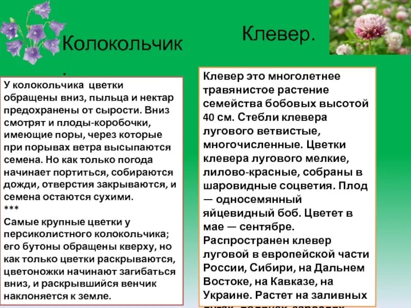 Стебель клевера. Название плода клевера Лугового. Клевер Луговой плод сочный или сухой. Клевер Луговой высота растения.