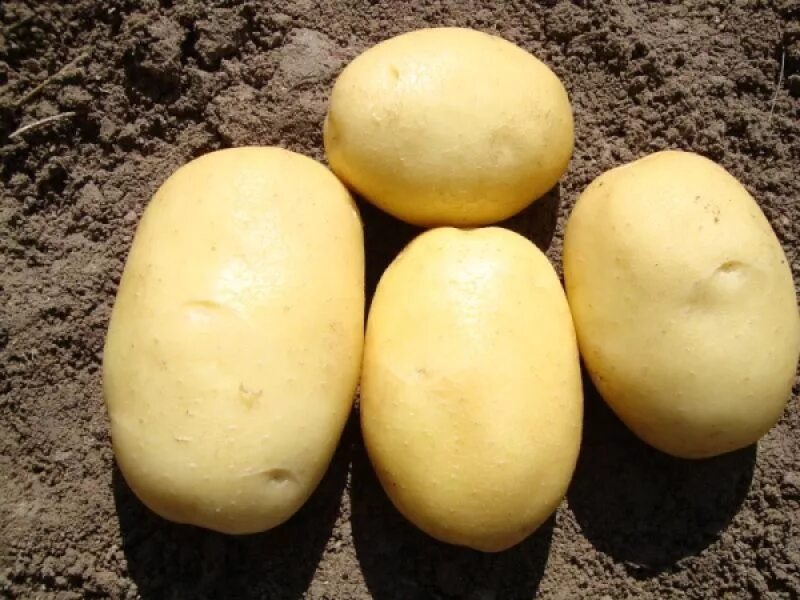 Сорт картофеля Вега. Картофель семенной, сорт Вега. Сорт картофеля Джувел. Картофель семена Вега.