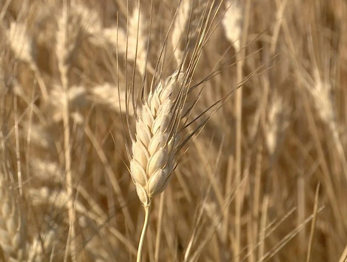 Мироновская 808 озимая пшеница. Пшеница сорт старшина. Пшеница сказочная. Сельское хозяйство центральной россии. Пшеница 2017.