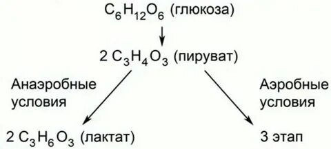 Последовательность энергетического обмена образование пировиноградной кислоты